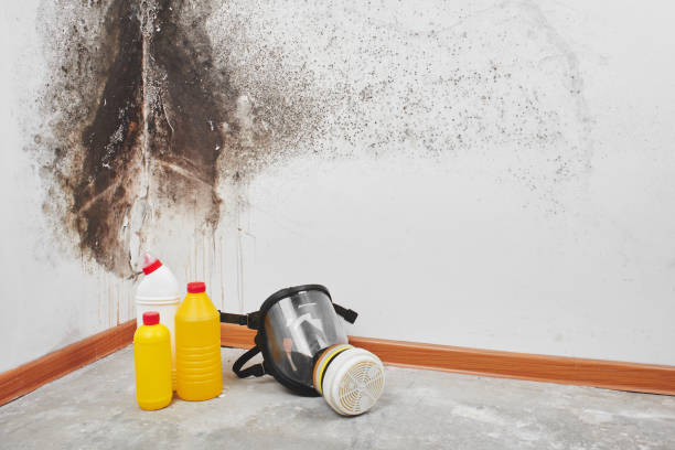 Attic Mold Removal in Delta, UT