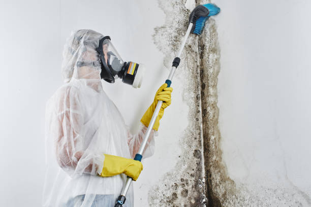 Best Toxic Mold Removal  in Delta, UT