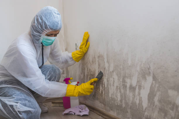 Best Mold Testing  in Delta, UT