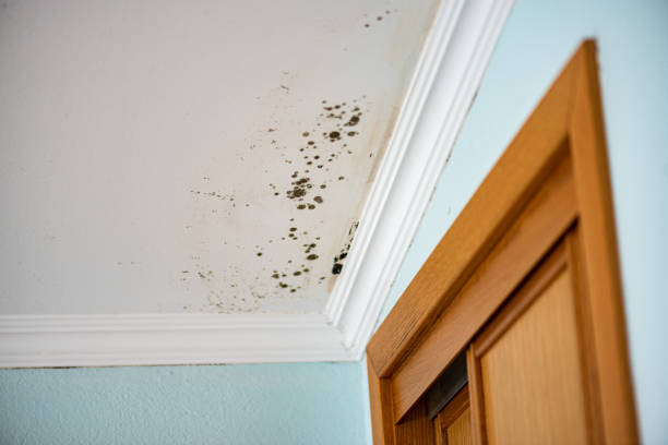Best Mold Cleaning Services  in Delta, UT