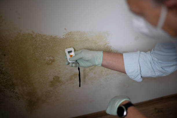 Best Crawl Space Mold Removal  in Delta, UT