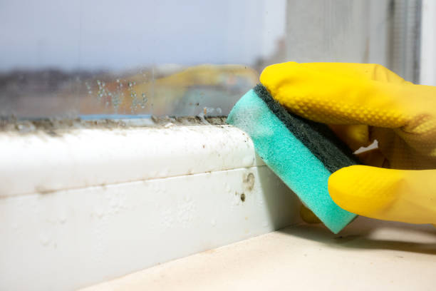 Best Residential Mold Removal  in Delta, UT