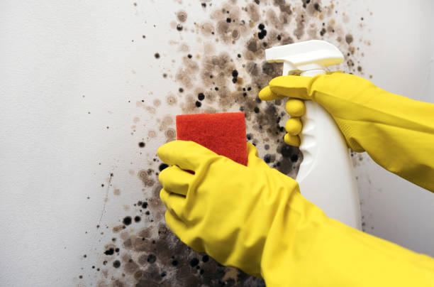Best Mold Remediation  in Delta, UT