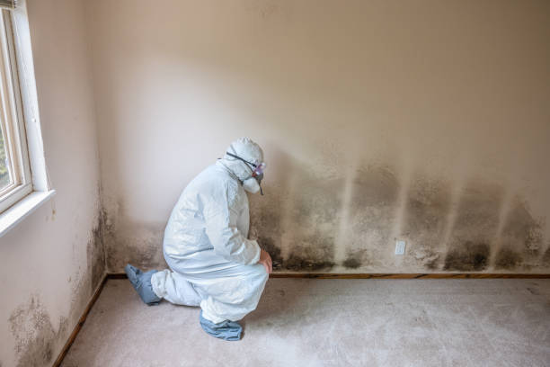 Best Emergency Mold Removal  in Delta, UT