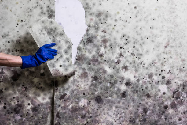 Best Mold Remediation Experts  in Delta, UT