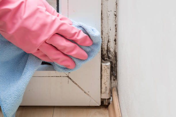 Best Mold Removal Process  in Delta, UT