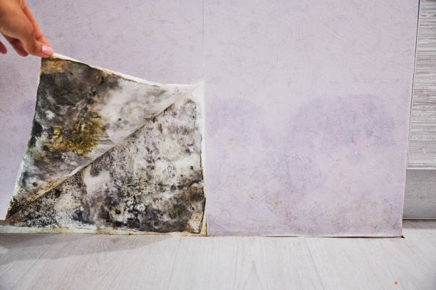 Best Water Damage Restoration  in Delta, UT